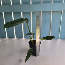 Load image into Gallery viewer, #RD8 Philodendron Spiritus Sancti