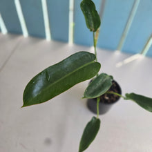 Load image into Gallery viewer, #RD8 Philodendron Spiritus Sancti