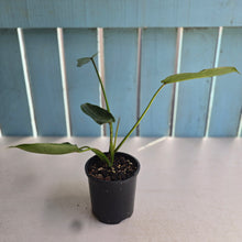 Load image into Gallery viewer, #RD8 Philodendron Spiritus Sancti