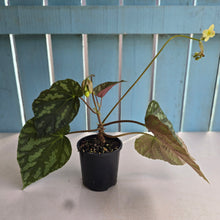 Load image into Gallery viewer, #R482 Begonia Xanthina