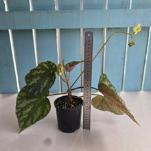 Load image into Gallery viewer, #R482 Begonia Xanthina