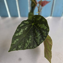Load image into Gallery viewer, #R482 Begonia Xanthina