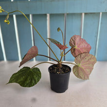 Load image into Gallery viewer, #R482 Begonia Xanthina