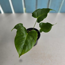 Load image into Gallery viewer, #RD37 Anthurium 'Twisted Veitchii'