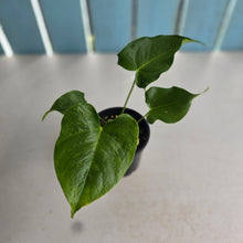 Load image into Gallery viewer, #RD37 Anthurium 'Twisted Veitchii'