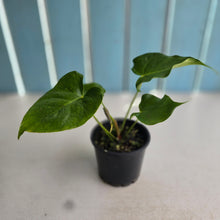 Load image into Gallery viewer, #RD37 Anthurium 'Twisted Veitchii'