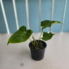 Load image into Gallery viewer, #RD37 Anthurium 'Twisted Veitchii'