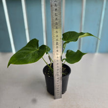 Load image into Gallery viewer, #RD37 Anthurium 'Twisted Veitchii'