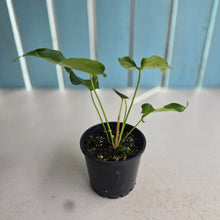 Load image into Gallery viewer, #RD37 Anthurium 'Twisted Veitchii'