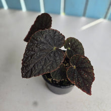 Load image into Gallery viewer, #R221 Begonia Unknown