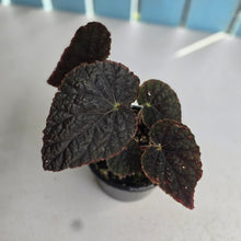 Load image into Gallery viewer, #R221 Begonia Unknown