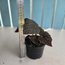 Load image into Gallery viewer, #R221 Begonia Unknown