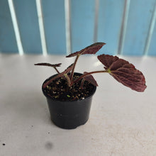 Load image into Gallery viewer, #R221 Begonia Unknown