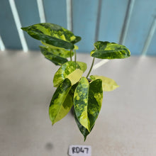 Load image into Gallery viewer, #RD47 Variegated Philodendron Burle Marx
