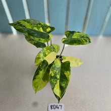 Load image into Gallery viewer, #RD47 Variegated Philodendron Burle Marx