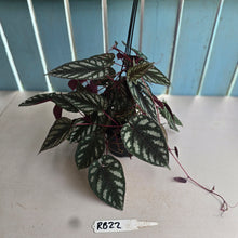 Load image into Gallery viewer, #RB22 Cissus Discolor
