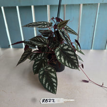Load image into Gallery viewer, #RB22 Cissus Discolor
