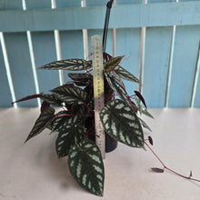 Load image into Gallery viewer, #RB22 Cissus Discolor