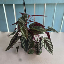 Load image into Gallery viewer, #RB22 Cissus Discolor