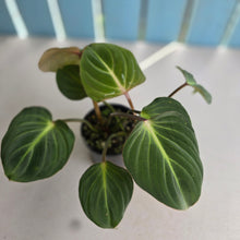 Load image into Gallery viewer, #D76 Philodendron Gloriosum
