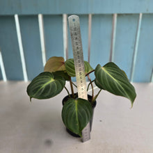 Load image into Gallery viewer, #D76 Philodendron Gloriosum