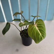 Load image into Gallery viewer, #D76 Philodendron Gloriosum