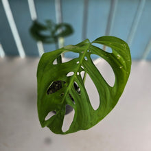 Load image into Gallery viewer, #R14 Monstera Epipremnoides