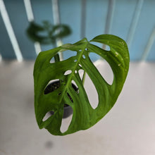 Load image into Gallery viewer, #R14 Monstera Epipremnoides