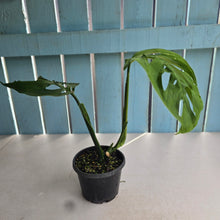 Load image into Gallery viewer, #R14 Monstera Epipremnoides