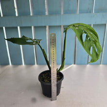 Load image into Gallery viewer, #R14 Monstera Epipremnoides