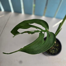 Load image into Gallery viewer, #R14 Monstera Epipremnoides