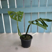 Load image into Gallery viewer, #R14 Monstera Epipremnoides