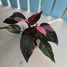 Load image into Gallery viewer, #RB24 Philodendron Pink Princess