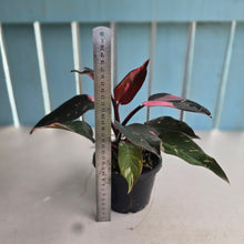 Load image into Gallery viewer, #RB24 Philodendron Pink Princess