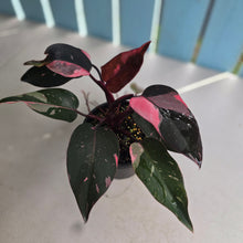 Load image into Gallery viewer, #RB24 Philodendron Pink Princess