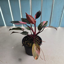 Load image into Gallery viewer, #RB24 Philodendron Pink Princess