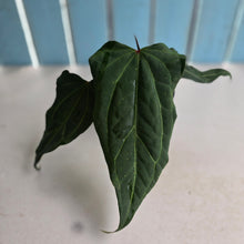 Load image into Gallery viewer, #R30 Anthurium NOID