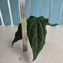 Load image into Gallery viewer, #R30 Anthurium NOID