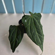 Load image into Gallery viewer, #R30 Anthurium NOID