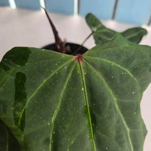 Load image into Gallery viewer, #R30 Anthurium NOID