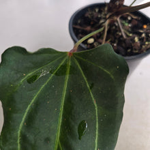 Load image into Gallery viewer, #R30 Anthurium NOID