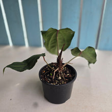 Load image into Gallery viewer, #R30 Anthurium NOID