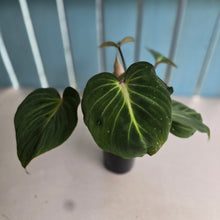 Load image into Gallery viewer, #RD40 Philodendron Gloriosum