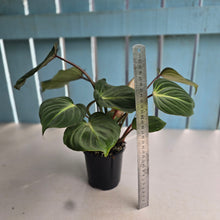 Load image into Gallery viewer, #RD40 Philodendron Gloriosum