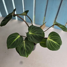 Load image into Gallery viewer, #RD40 Philodendron Gloriosum