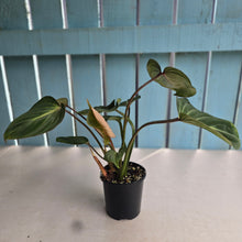 Load image into Gallery viewer, #RD40 Philodendron Gloriosum