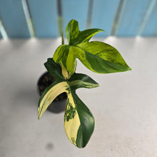 Load image into Gallery viewer, #R33 Philodendron Florida Beauty