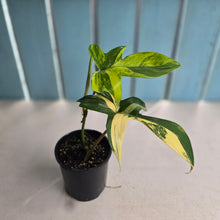 Load image into Gallery viewer, #R33 Philodendron Florida Beauty