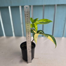 Load image into Gallery viewer, #R33 Philodendron Florida Beauty