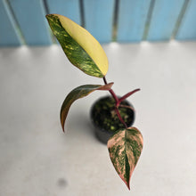 Load image into Gallery viewer, #RD43 Philodendron Strawberry Shake
